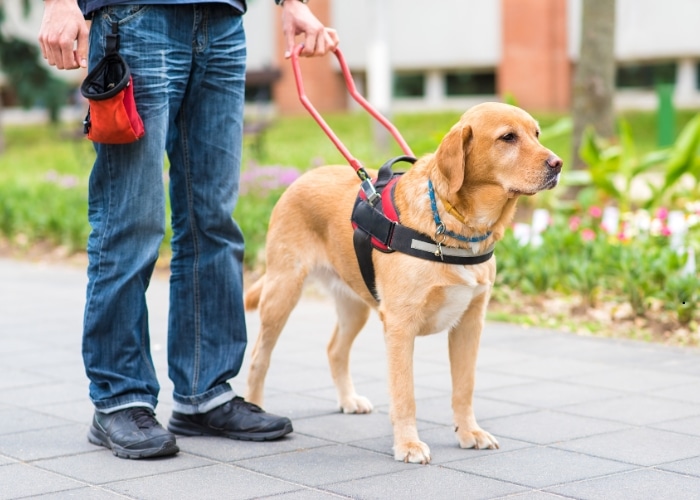 Understanding Animal-Assisted Therapy vs. Animal Therapy in the NDIS